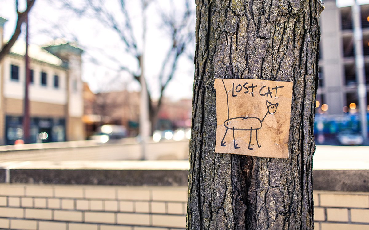 Things You Can Do For Your Lost Pets